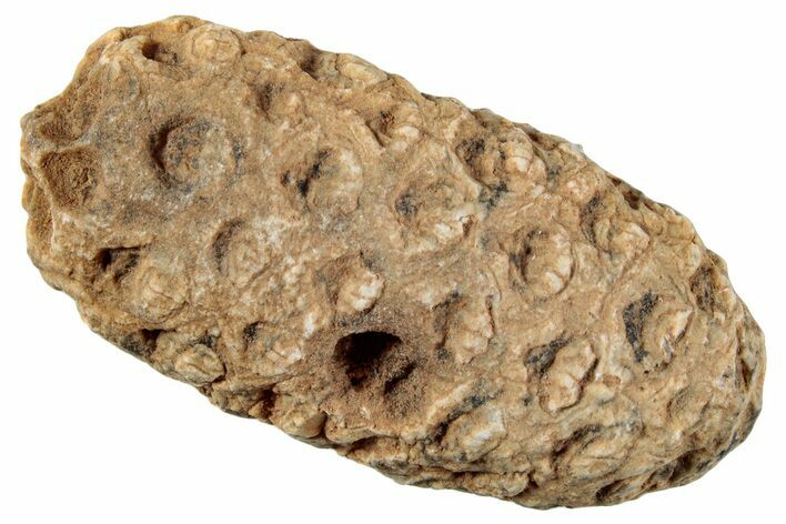 Fossil Cycadophyte Seed Cone - Boujdour, Morocco #267242